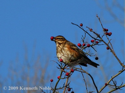 redwing (Turdus iliacus) Kenneth Noble